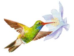 colibri.gif